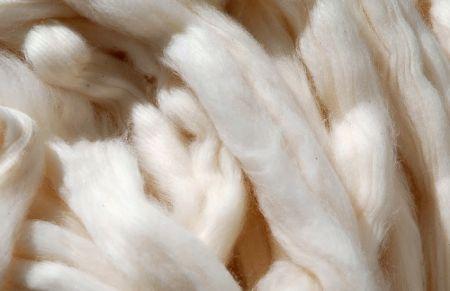 Coton : la suspension des droits d’importation en Inde peut soutenir les prix mondiaux