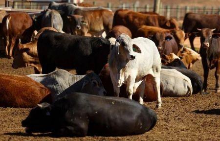 La Namibie s’inquiète de la propagation de la fièvre aphteuse en Afrique australe