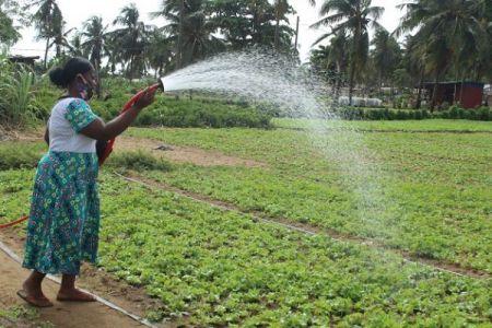 Agriculture : 400 forages pour appuyer la production maraîchère au Togo