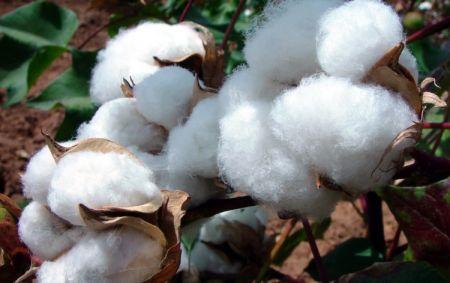 Le Mali vise une croissance de plus de 50 % de sa production de coton en 2026/2027
