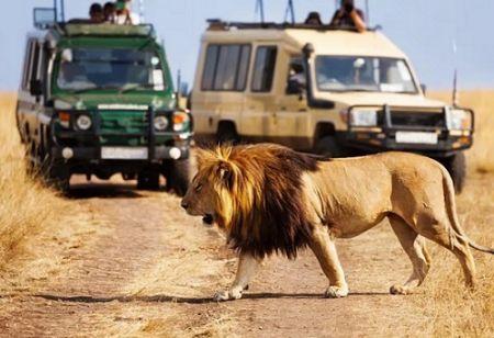 Au Kenya, une année 2025 record pour les recettes touristiques
