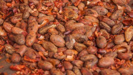 Chute des prix du cacao: Rainforest Alliance appelle les industriels à « protéger » les producteurs