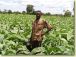 malawi-des-reserves-de-change-a-900-millions-et-un-avenir-suspendu-aux-cours-du-tabac-et-du-mais