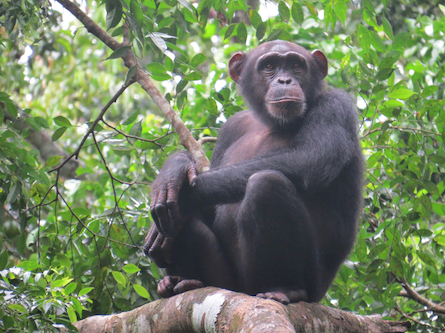 1 chimpanzé verus 