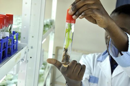 1 research agro