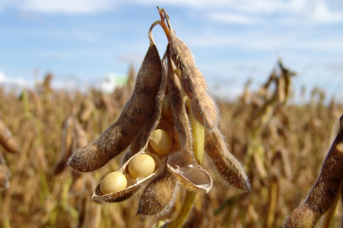 1 Soybean AdobeStock 6437597 E