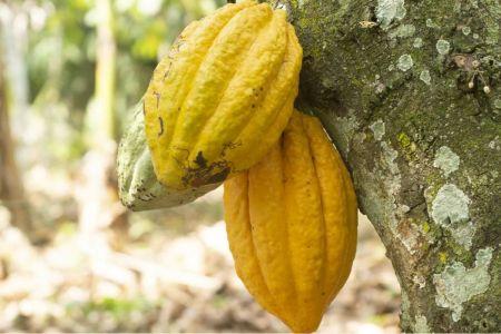 Cacao : El Niño ravive les inquiétudes sur l’offre et soutient les prix mondiaux