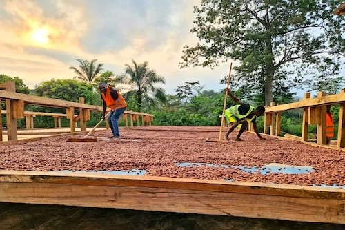 1253698gandi mole cest en rdc que nous avons identifie un reel potentiel de valorisation du cacao