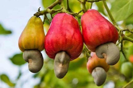Cajou : La Guinée Bissau et la BOAD lancent la SOCA GB SA pour accroître la valeur ajoutée locale