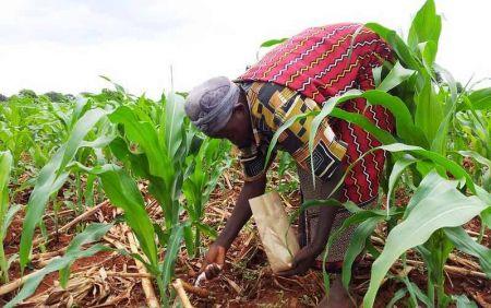 Bénin : hausse de 22 % du budget alloué à la subvention des engrais en 2026/2027