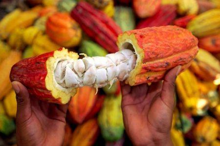 Cacao : l'idée d'un cartel regroupant les principaux producteurs africains prend de l'ampleur
