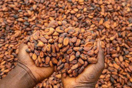« Le marché du cacao est clairement entré dans un nouveau cycle » (expert)