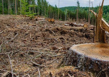 Loi de l’UE sur la déforestation : un collectif d’industriels et d’ONG s'oppose à une nouvelle révision en avril