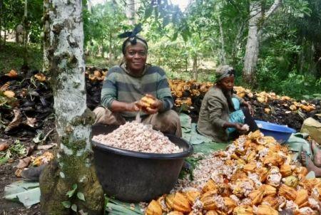 L’Afrique capte moins de 10 % de la valeur de ses ressources arboricoles (Landscape Alliance)