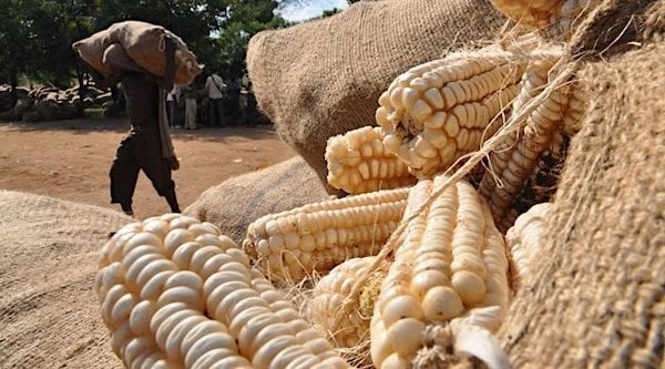 1Maize
