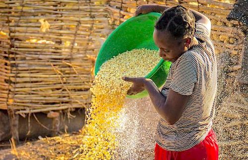1maize farming zambia