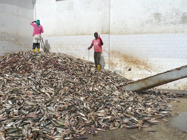 1usine nouadhibou5