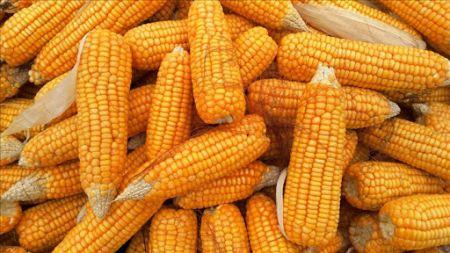 Togo : le coût des produits alimentaires varie fortement selon les zones