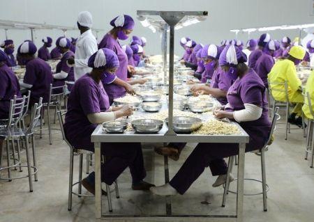 Dorado négocie avec la SFI un prêt pour sa nouvelle usine de cajou à Yamoussoukro
