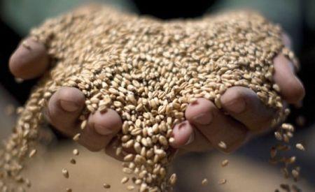 Après le Soudan, le blé français pourrait grappiller des parts de marché en Égypte