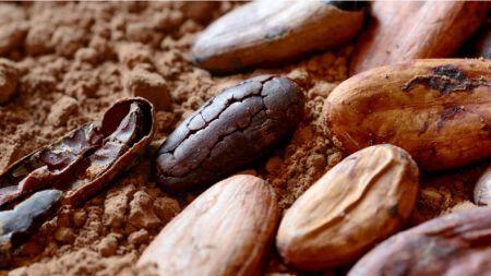 Ghana : les exportations de cacao transformé ont généré 1,8 milliard $ en 2025 (+90 %)