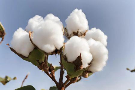 L’Angola explore une coopération avec le Brésil pour relancer sa filière coton