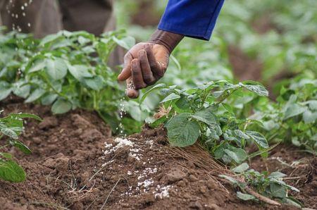 Le Ghana opte pour la distribution gratuite d’engrais aux agriculteurs en 2026