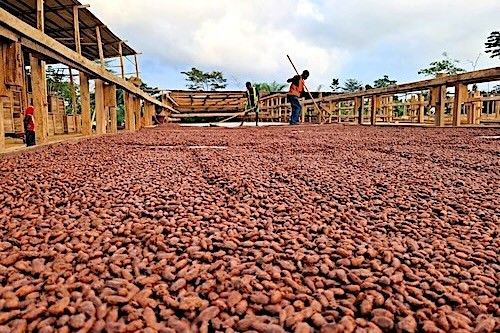 253698gandi mole cest en rdc que nous avons identifie un reel potentiel de valorisation du cacao