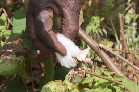 Côte d’Ivoire : à l’ombre du Bénin et du Mali, la filière coton en quête d’un nouvel essor