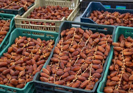 Le Top 5 des pays africains exportateurs de dattes en volume