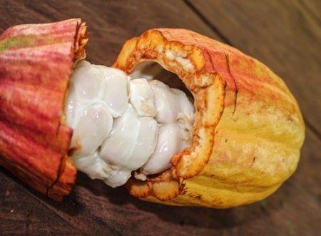 Les exportations africaines de cacao bio ont chuté de 23 % en 2024