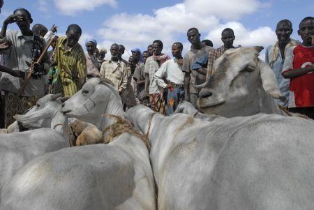 Sénégal : un plan de 1,7 million $ en gestation pour renforcer la lutte contre le vol de bétail