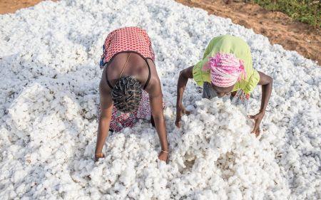 Coton ouest-africain : comment les principaux producteurs abordent la campagne 2026/2027