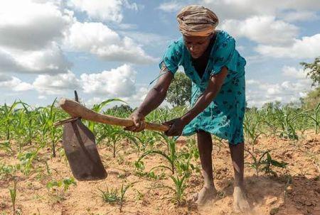 Zimbabwe : British International Investment mobilise 50 millions $ pour financer l’agriculture