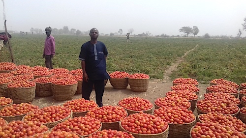 2agro tomato