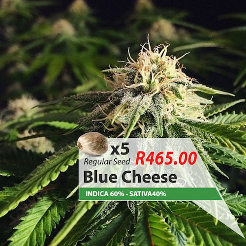 2Blue cheese cannabis weed marijuana seeds for sale South Africa