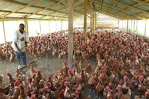 2Poultry industry in Africa