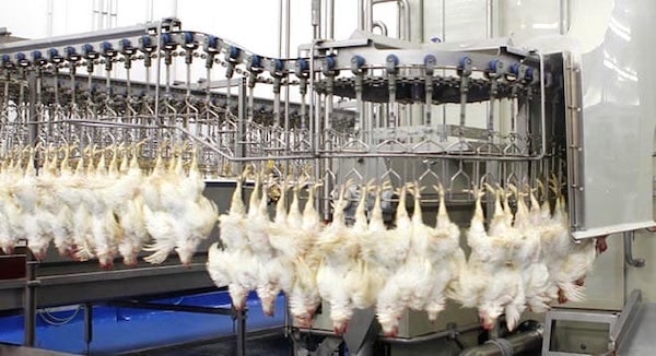 2poultry processing line