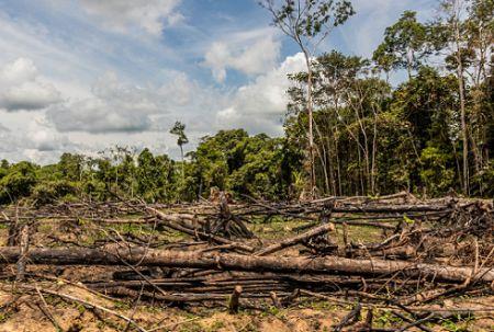 Déforestation : après une année 2024 noire, les forêts tropicales primaires ont connu un répit en 2025
