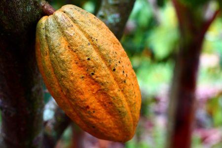Cacao : le surplus mondial attendu à 25 000 tonnes en 2026/2027 (StoneX)