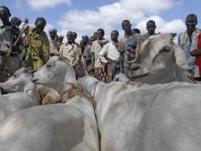 senegal-un-plan-de-1-7-million-en-gestation-pour-renforcer-la-lutte-contre-le-vol-de-betail