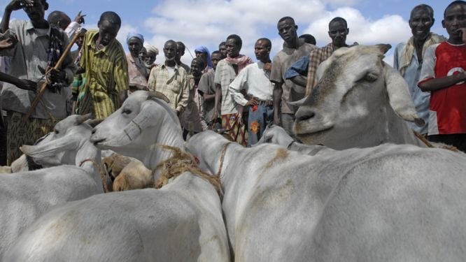 senegal-un-plan-de-1-7-million-en-gestation-pour-renforcer-la-lutte-contre-le-vol-de-betail