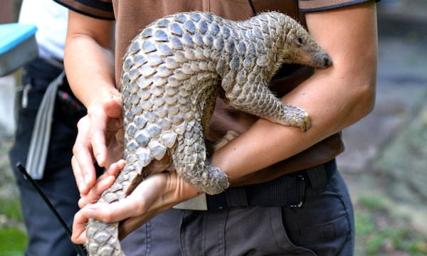 3pangolin bebe