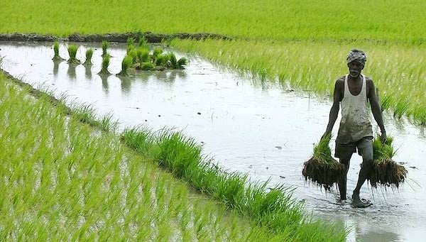 3rice india