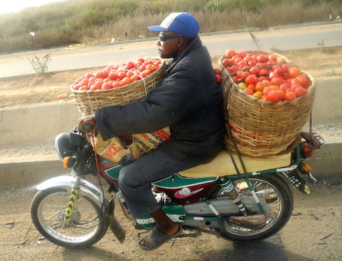 3transporting tomatoes