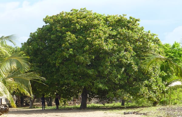 4 Cashew Nut Tree