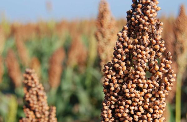 4 sorgo