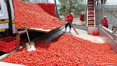 4Dangote Tomato