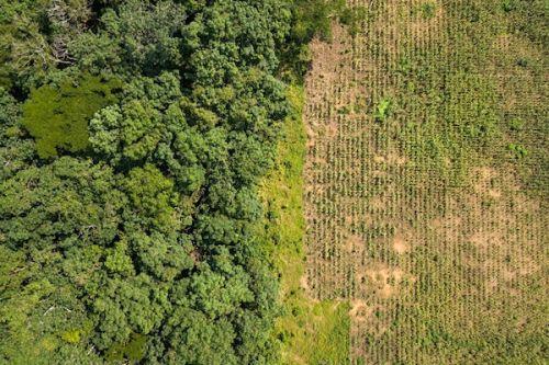 4deforestation