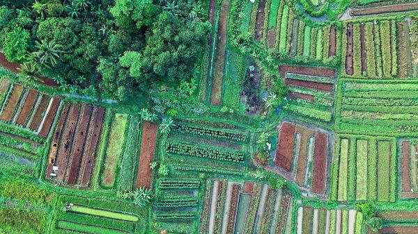 5cropped agriculture